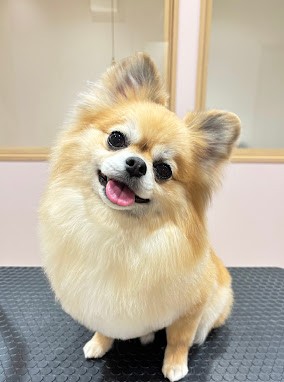 愛犬と飼い主の悩み